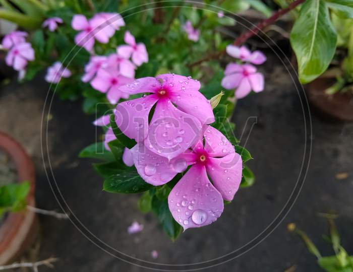 Water Droplets On Pink Madagascar Periwinkle