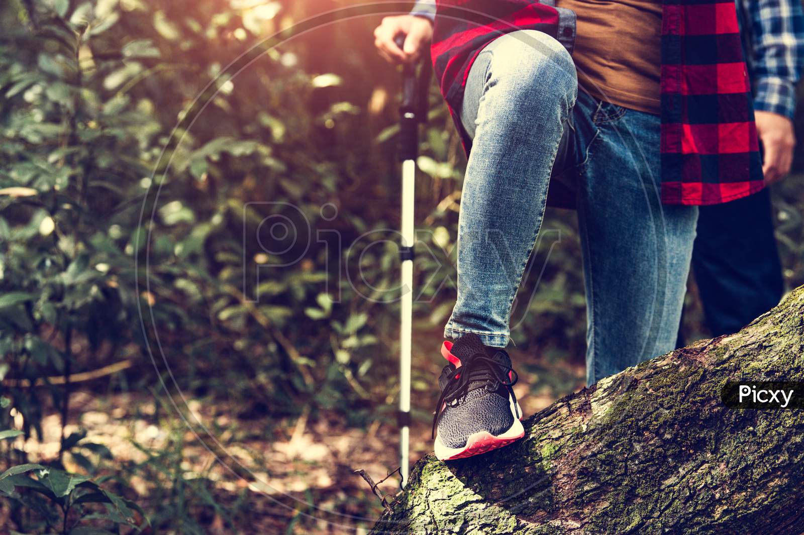Closeup Of Female Traveler Legs And Team Group Crossing Log In Forest For Hiking To Mountain Top With Trekking Stick. Woman Leaping Tree Trunk In Jungle. Adventure And People Activity In Wild Life