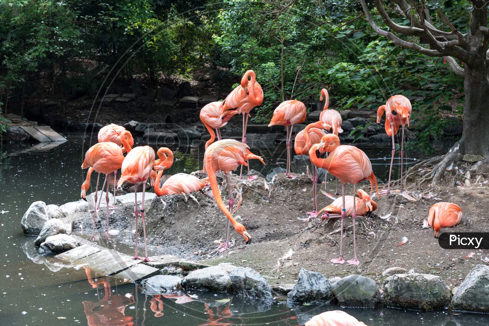 Flock Of Pink Flamingos In Pond. Bird And Wild Life Animal Concept. Natural Life Of Flamingo