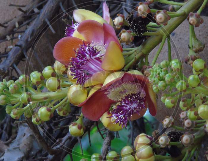 Cannonball Tree with flower