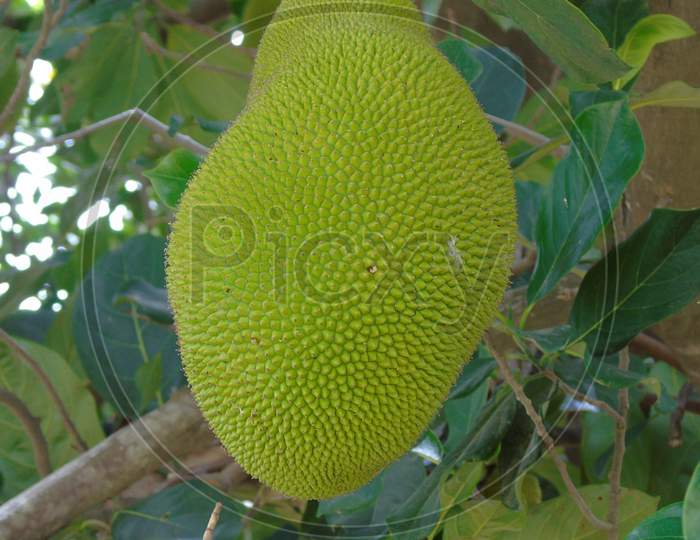 jackfruit on a jackfruit tree