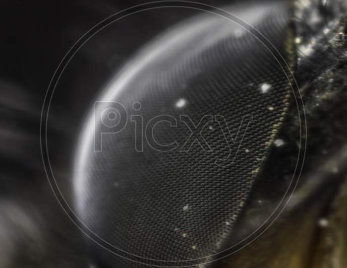 Fly Eye Closeup