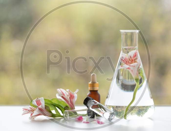 Freesia Flower Spa Treatments On White Wooden Table. Healthcare And Body Therapy Massage Relaxation Concept. Beauty And Healthy Theme. Pure Natural Extract And Medical Theme.