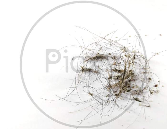 Hair loss, hair fall with dust and dandruff everyday serious problem, on white background