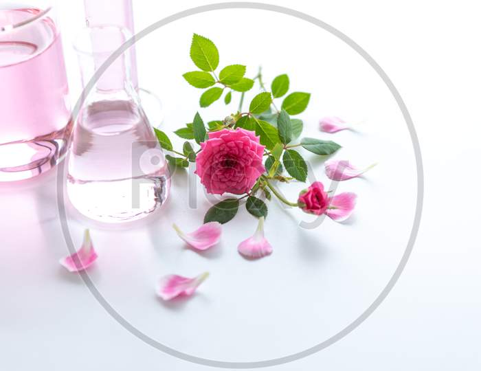 Rose Spa Treatments On White Wooden Table. Healthcare And Body Therapy Massage Relaxation Concept. Beauty And Healthy Theme. Pure Natural Extract And Medical Theme.