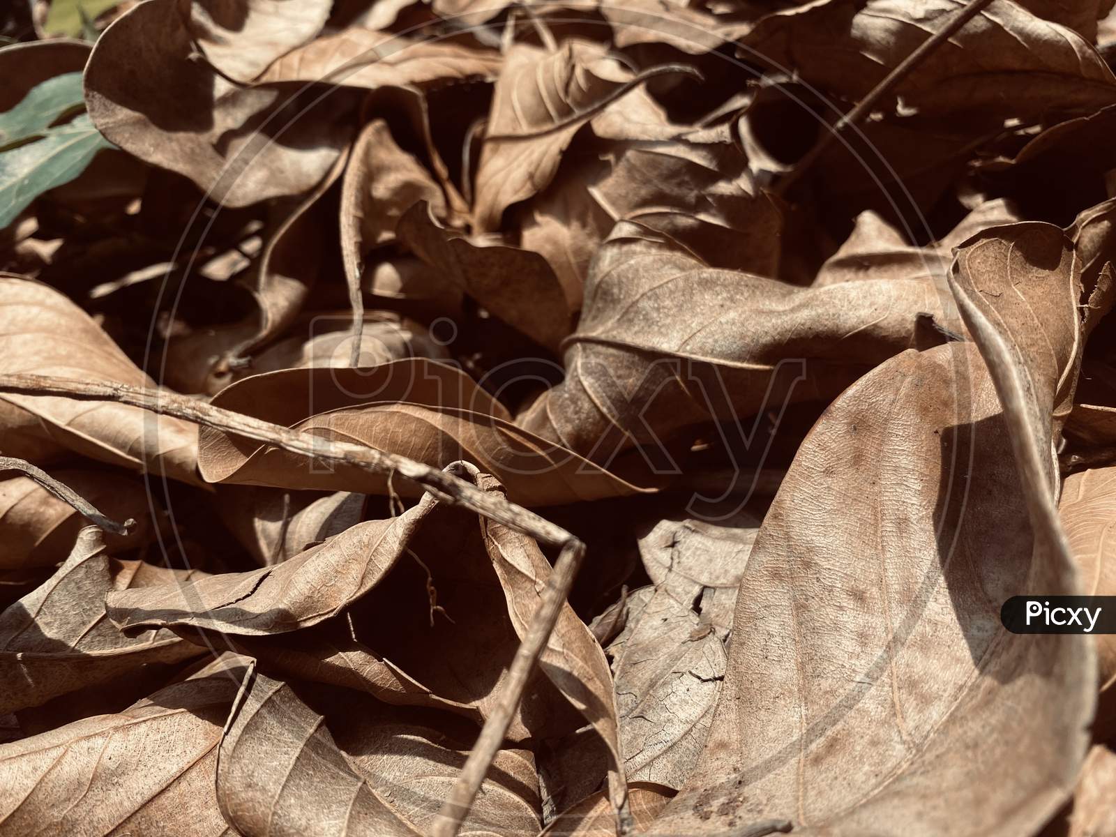 Retro Look Of Dry Leaves