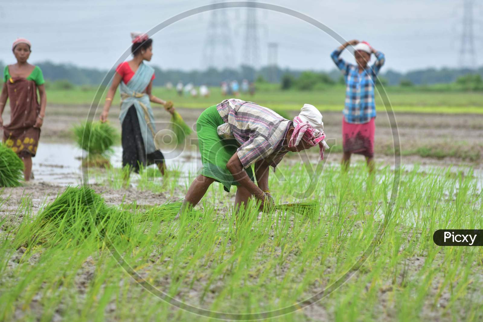 Tribal Farmers Plant Paddy Saplings  At A Field  In Nagaon District In The Northeastern State Of Assam, India