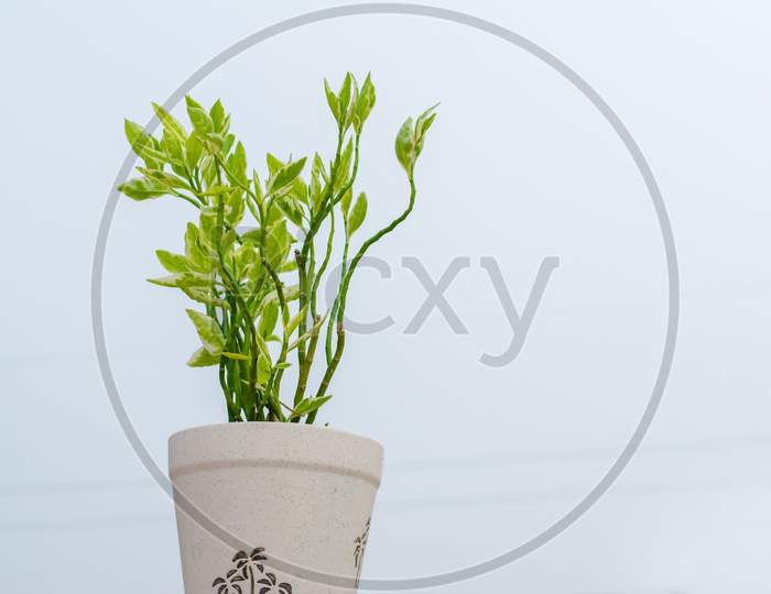 Houseplant Ficus Benjamina with variegated leaves in flowerpot, isolated on white background, Copy space