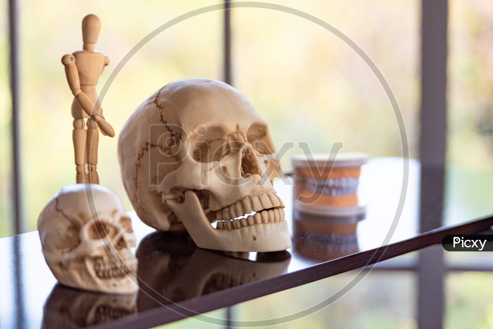Skull Skeleton On Shelf In Laboratory Room At School. Science And Object Concept. Education And Anatomy Learning.