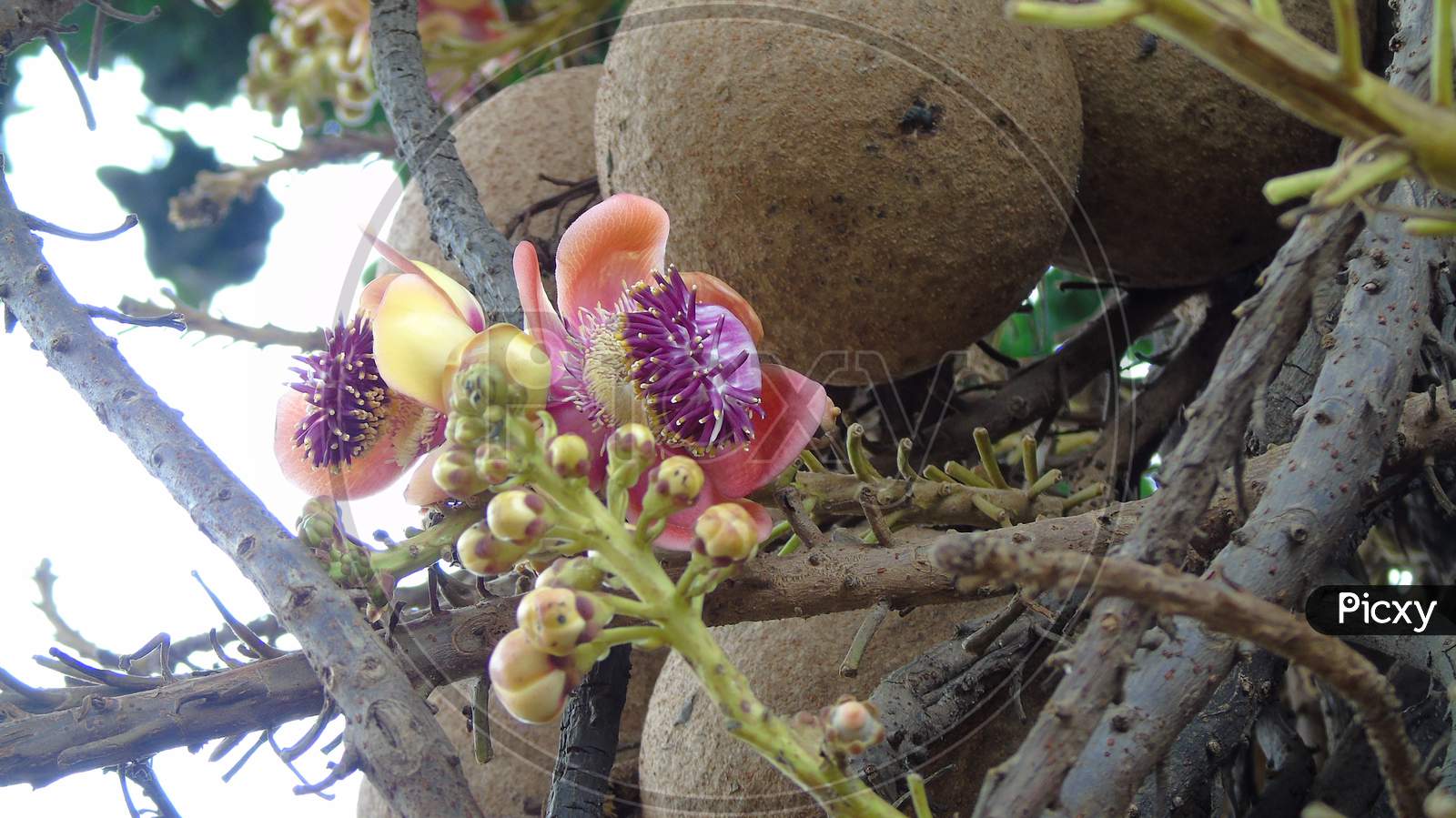 Cannon Ball Tree and Flower and fruit