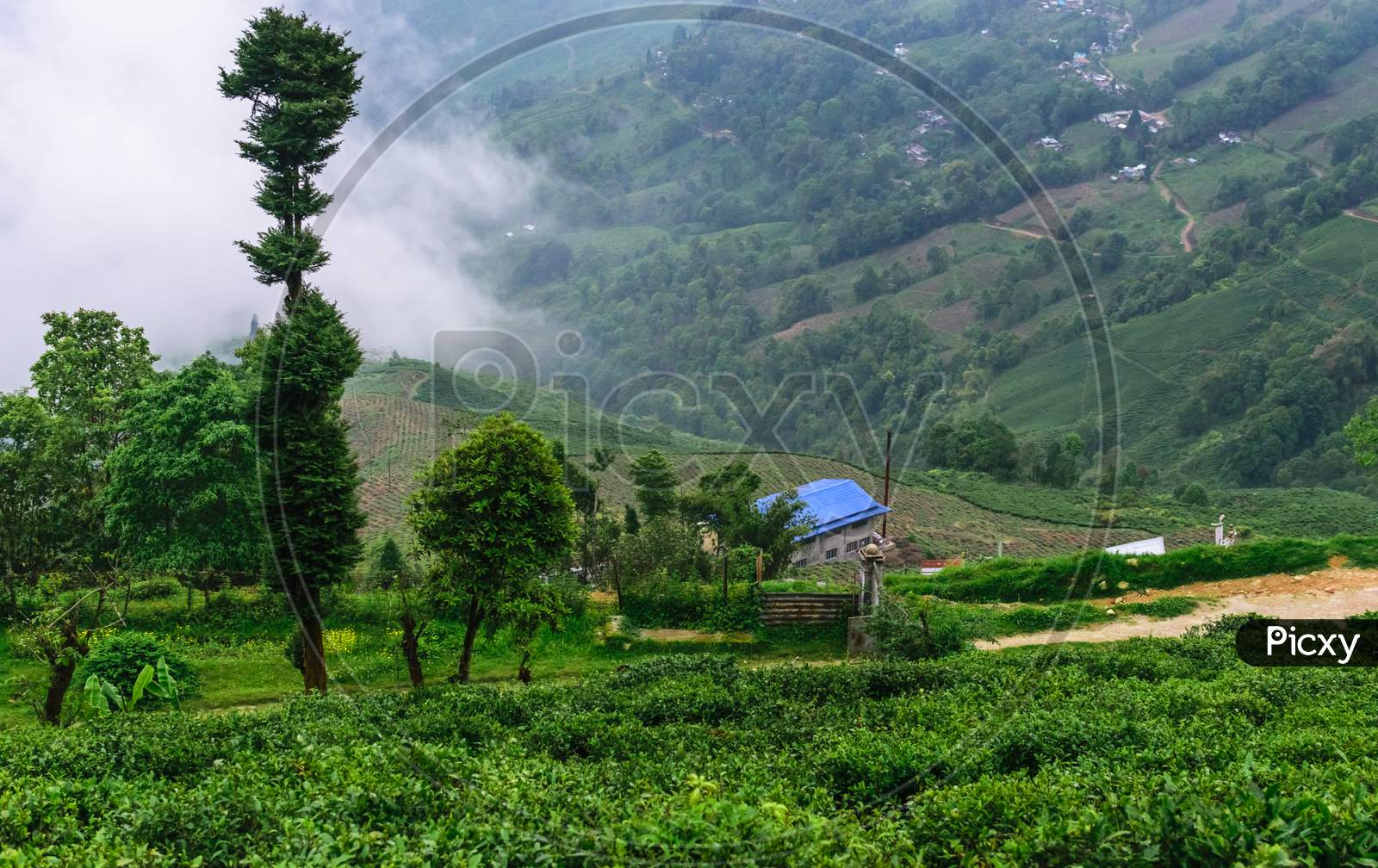 An Indian Tea Garden Amidst The Lap Of A Mountain