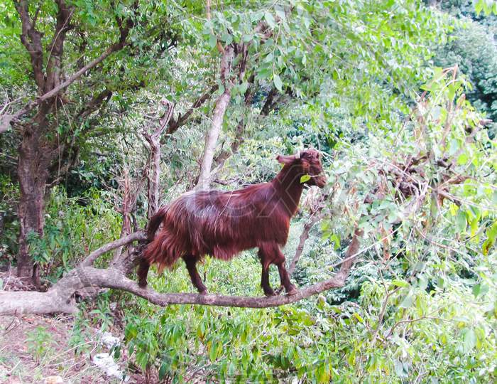 Goat climb on tree