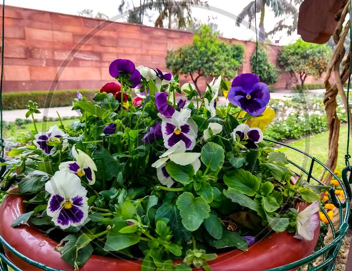Beautiful Various Colored Pansy Flowers Blooming In A Hanging Tub In Mughal Garden