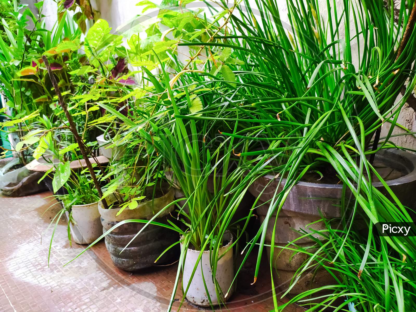various types of plants have been planted in pots at home at rainy season. Home gardening