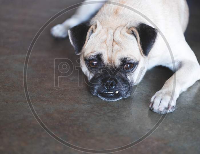 Pug Dog Looking Outside On Floor And Waiting For Owner Coming Home After Working Background At Home. Lovely Pet And Cute Dog. Best Friend Of Human Concept. Overbite And Big Eyes Funny Face Dog Animal