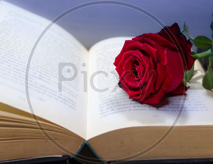 Romantic Red Rose On The Open Book