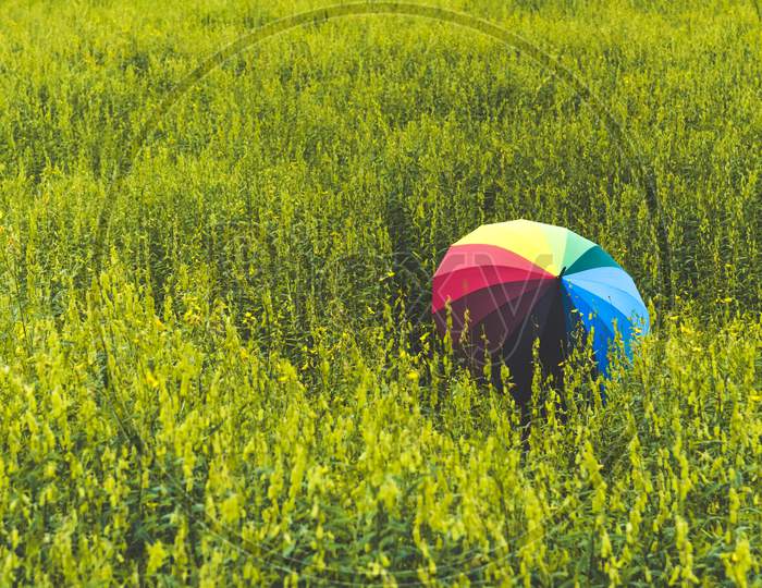 Back View Of Colorful Rainbow Umbrella Holding By Woman In Meadow Field. People And Fashion Concept. Nature And Relaxation Theme. Happiness Of Female Traveler During Vacation Trip.