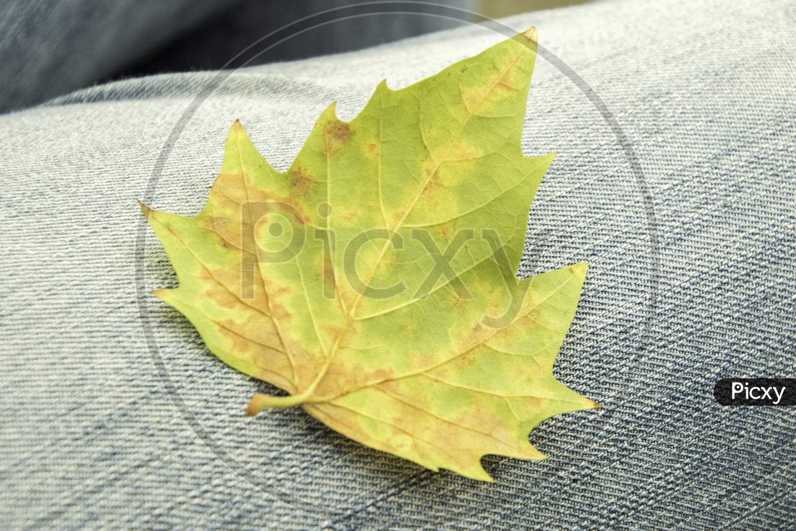 Large Maple Leaf