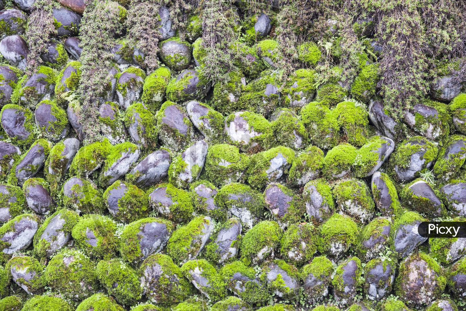 Green Moss Cover On The Stone Wall, Nature Concept