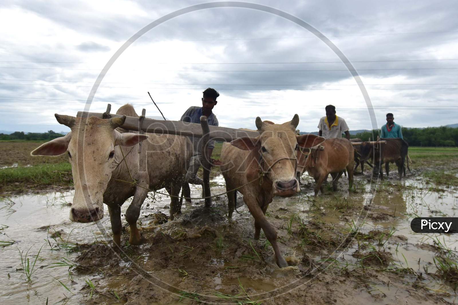 Indian Farmers Plough a Field For Paddy Plantation In Nagaon District In The Northeastern State Of Assam, India
