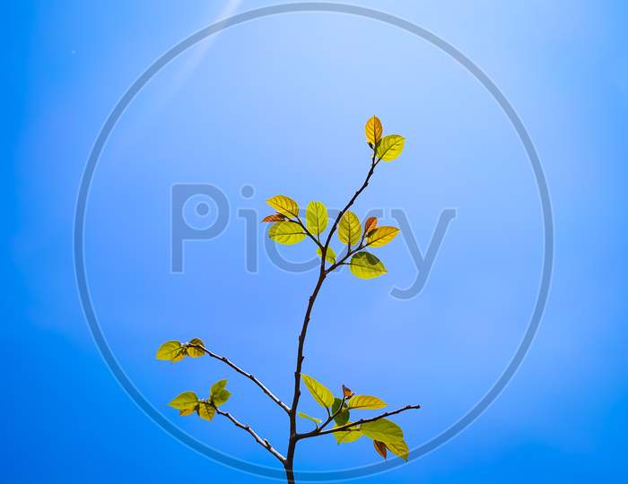 Autumn leaves on clear blue sky background