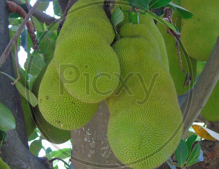 jackfruit with jackfruit tree