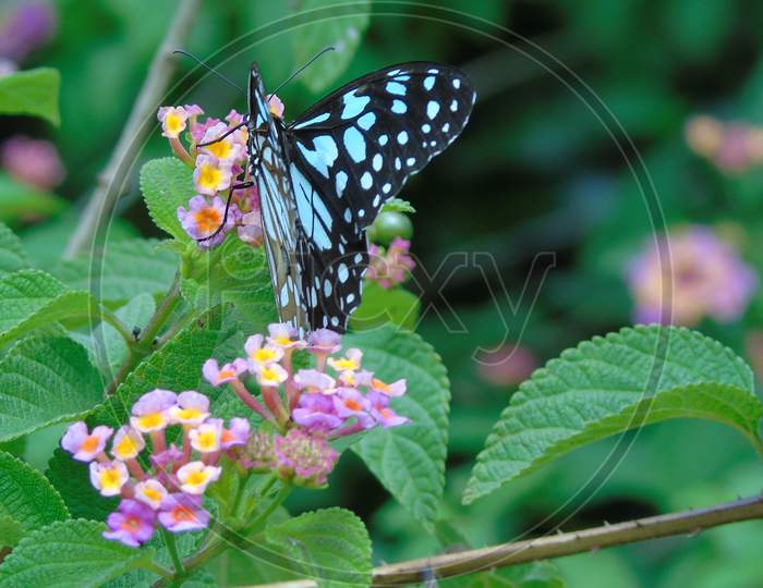 Butterfly sitting on flower
