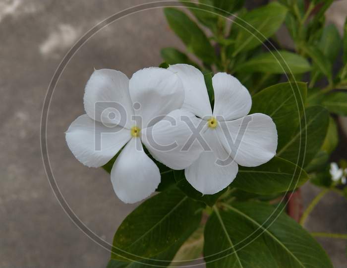 Two White Madagascar Periwinkle blooming in a roof garden