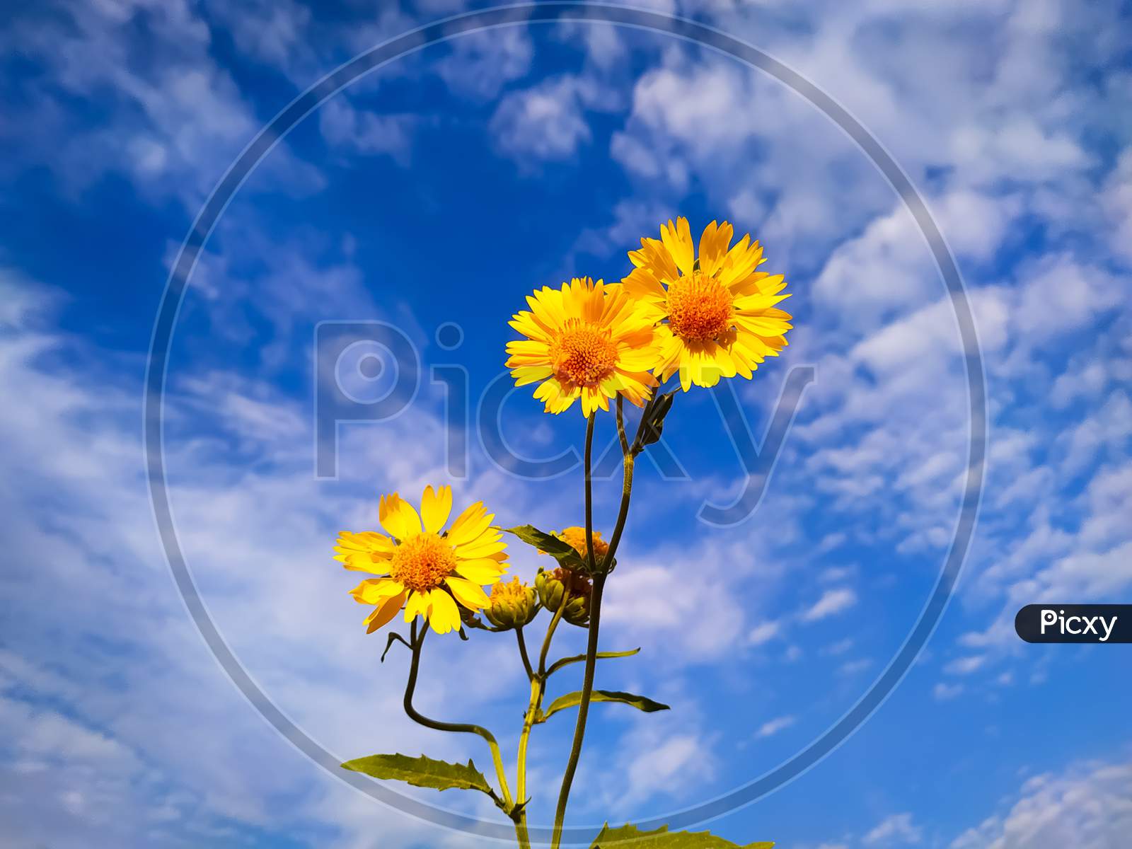 Yellow flowers blooming on a blue background