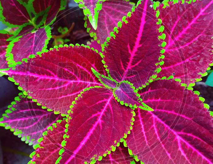 Plectranthus scutellarioides, commonly known as coleus. the most beautiful darkish pink coleus plant leaves