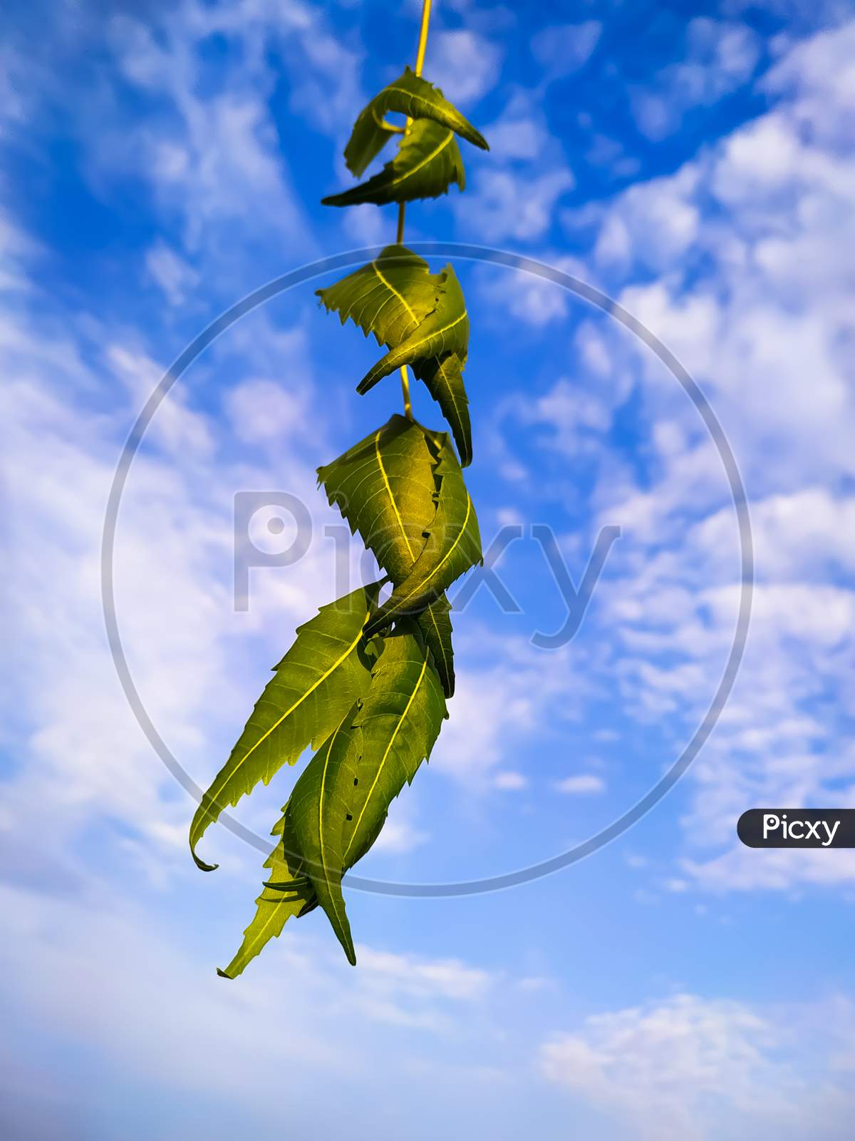 Neem leaf on the background of blue sky