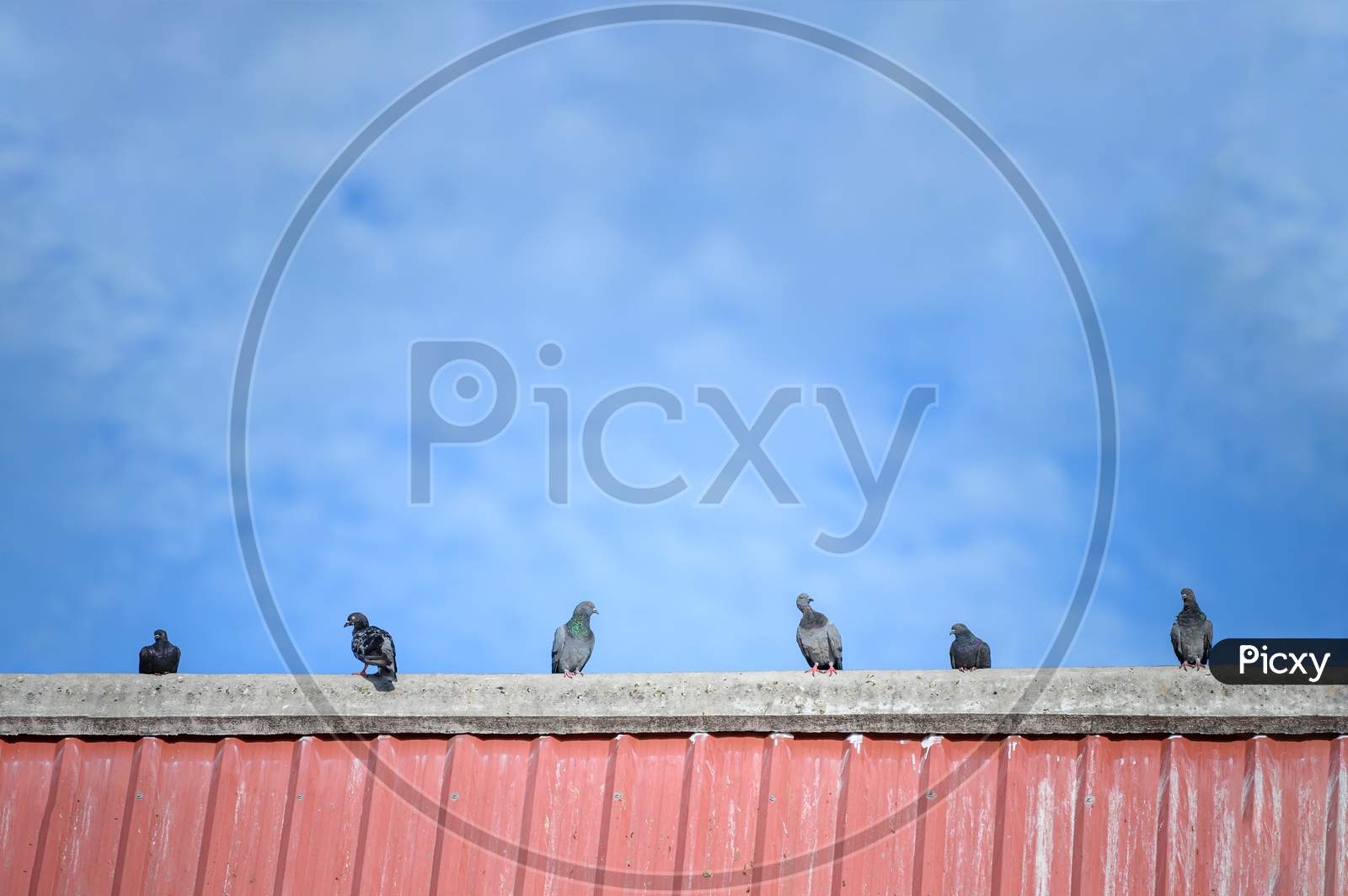Flock Of Pigeons On The Roof Top. Animal And Bird Concept. House Residence And Nature Theme.