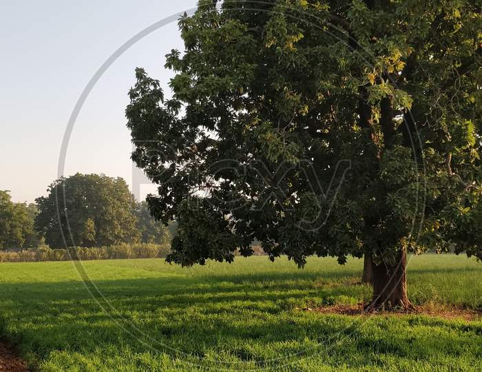 Tree and meadows : Natural Pic (Unedited)