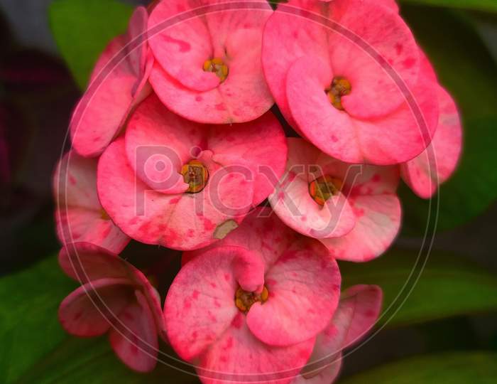 selective focus on Euphorbia milii flower in a blur background, also known as the crown of thorns Plant, Christ plant, or Christ thorn, called Corona de Cristo in Latin America.