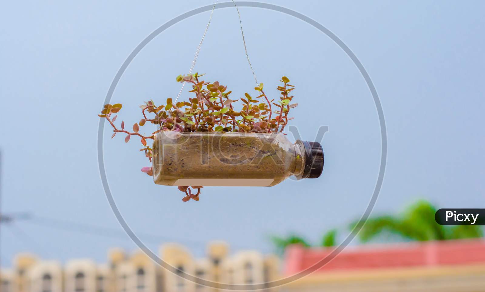 hanging flower pot of plastic bottle, with some phulwari in it, isolated, copy space.