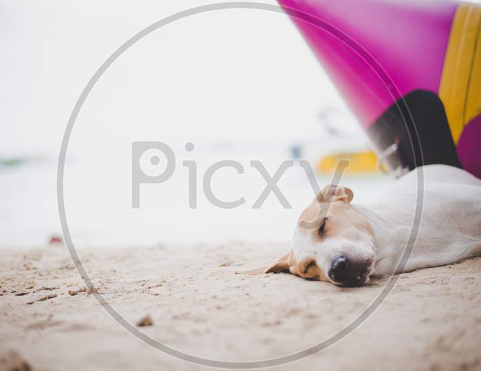 Sleeping Dog On The Beach Near The Banana Boat. Animal And And Vacation In Holiday Concept.