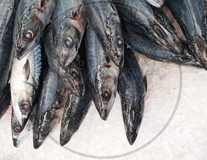 Mackerel On Ice In The Supermarket. Dead Raw Frozen Japanese Fish Called Saba For Cooking. Fresh Sea Saltwater Unpacking Scomber Fish With Nutrition And Omega 3 On Super Market Shelf For Nourish Brain