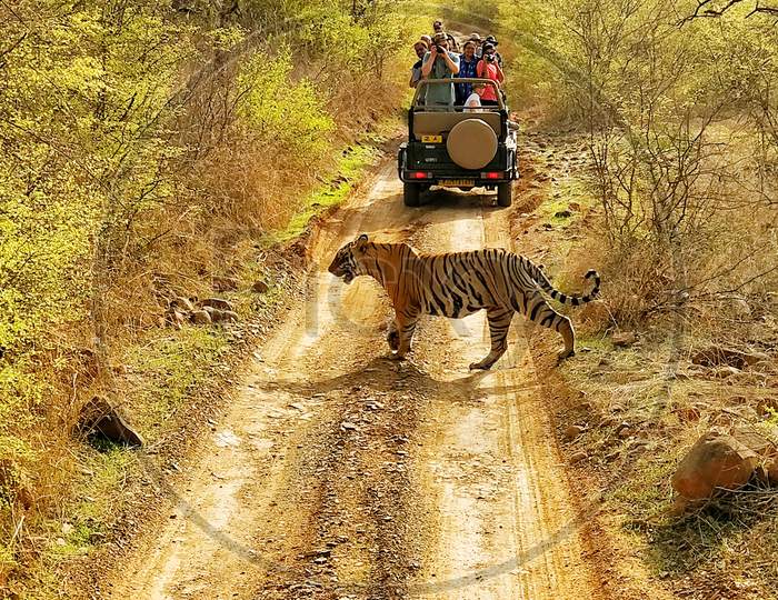 Tiger crossing the Forest roads