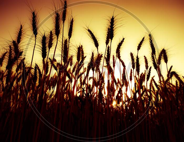 Low angle view of wheat growing on field against sky