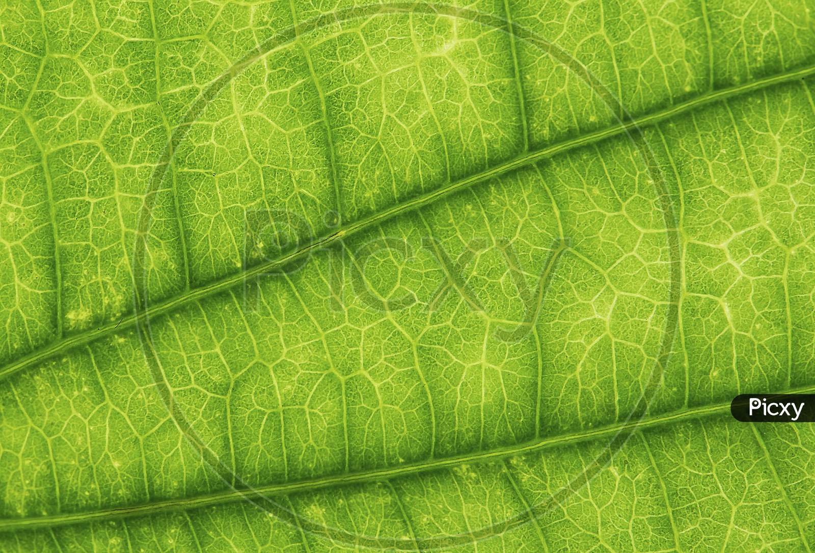 Green Leaf Texture Background. Close Up. Nature Concept