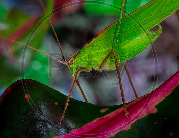 Beautiful closeup look of a grasshopper