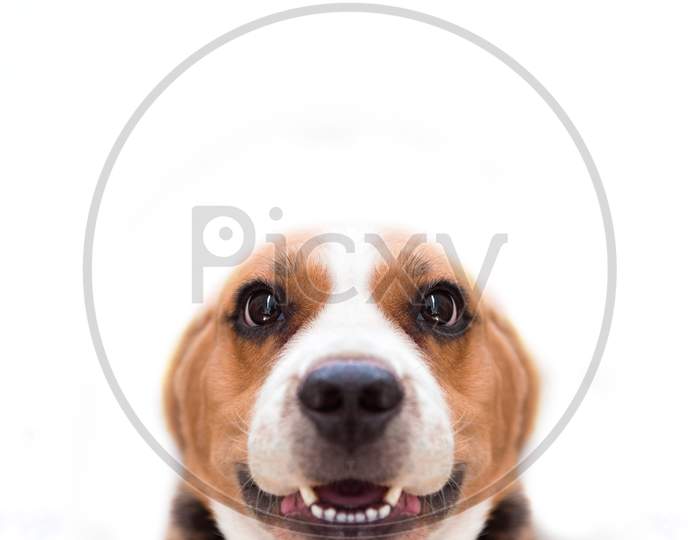 Close Up Beagle Dog On The White Isolated Background. Animal And Mammal Concept. Selective Focus On Eyes