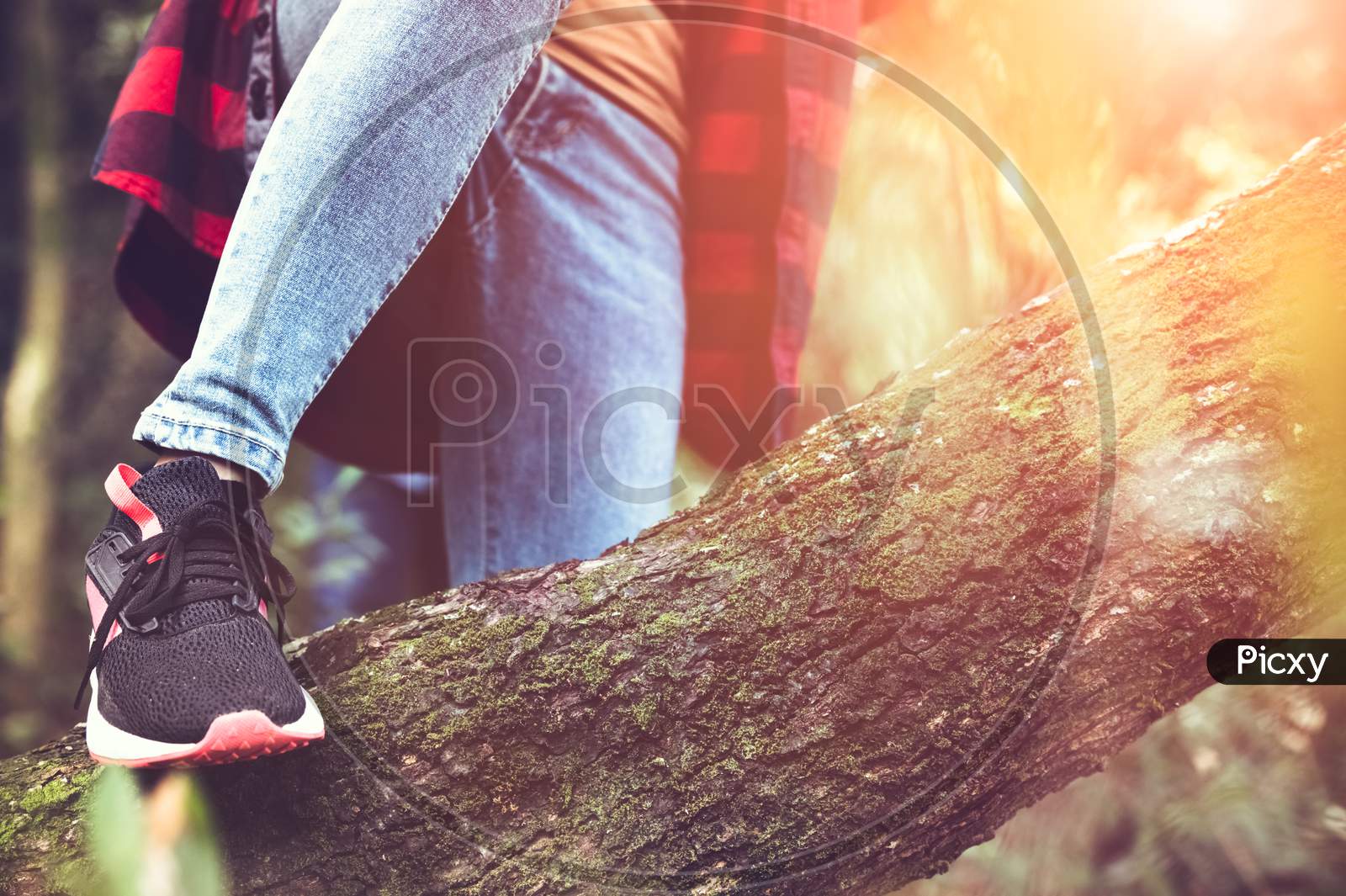 Closeup Of Female Traveler Legs And Team Group Crossing Log In Forest For Hiking To Mountain Top With Trekking Stick. Woman Leaping Tree Trunk In Jungle. Adventure And People Activity In Wild Life
