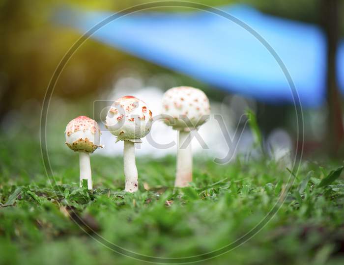 Puffball Mushrooms Growing On Green Grass In The Forest After The Raining. Beautiful Bokeh And Natural Light From The Sunshine. Natural Environment Growing Concept Background. Selective Focus