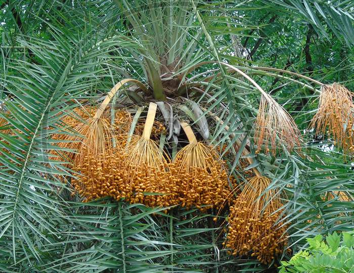 palm tree with seeds