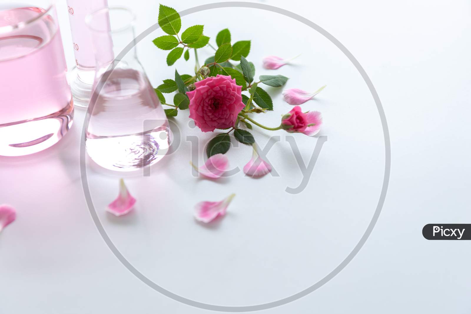 Rose Spa Treatments On White Wooden Table. Healthcare And Body Therapy Massage Relaxation Concept. Beauty And Healthy Theme. Pure Natural Extract And Medical Theme.