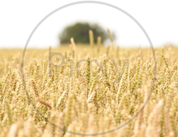 British Wheat Field