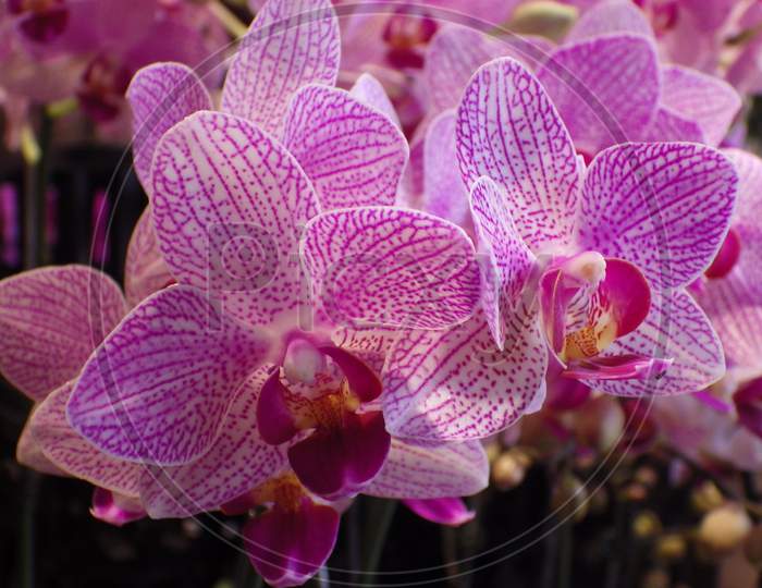 Orchid flowers are gorgeous