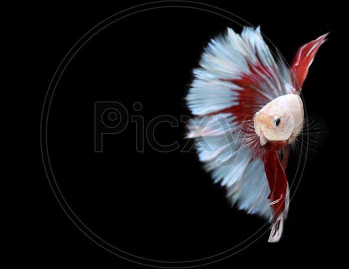 Half Red And Blue Betta Siamese Fighting Fish, Betta Splendens Pla-Kad ( Biting Fish ) Of Thailand, Swimming Motion On Black Isolated Background