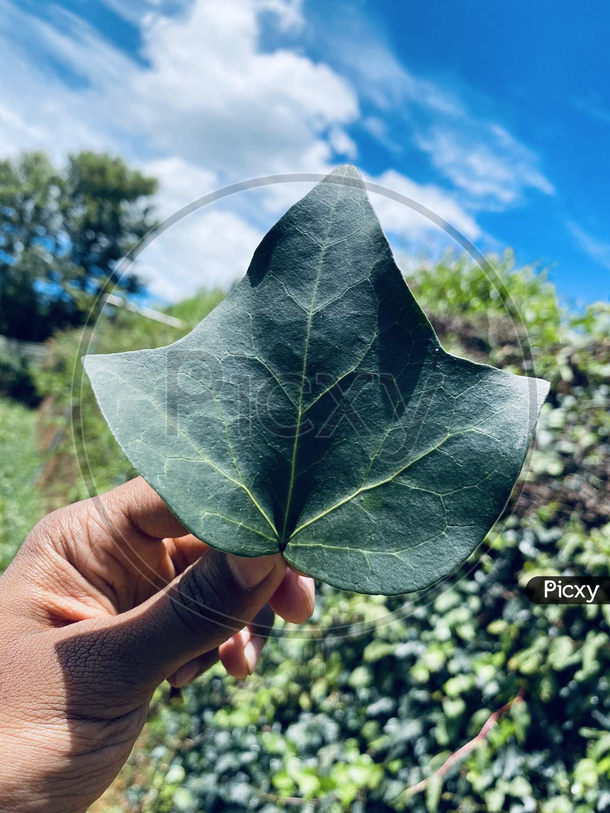 Common Greenish Ivy Leaf